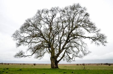 Büyük ağaç alanında 
