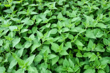 Ormanda büyüyen ısırgan otu. Bahar mevsiminde bir tarlada yeşil ve genç ısırgan otu. Urtica dioica. Nettle gıda ve bitkisel ilaç olarak kullanılabilir.. 