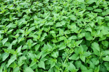 Ormanda büyüyen ısırgan otu. Bahar mevsiminde bir tarlada yeşil ve genç ısırgan otu. Urtica dioica. Nettle gıda ve bitkisel ilaç olarak kullanılabilir.. 