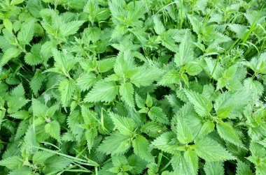 Ormanda büyüyen ısırgan otu. Bahar mevsiminde bir tarlada yeşil ve genç ısırgan otu. Urtica dioica. Nettle gıda ve bitkisel ilaç olarak kullanılabilir.. 