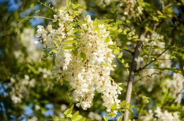 Bahar güneşinde çiçek açan Rowan