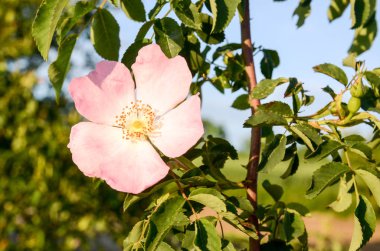 bir ağaç dalı üzerine güzel çiçekler 