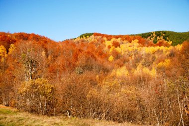 Renkli ağaçlar ve mavi gökyüzü ile sonbahar manzarası