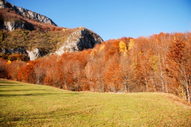 Renkli ağaçlar ve mavi gökyüzü ile sonbahar manzarası