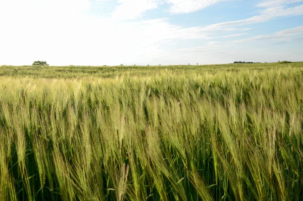 Barley field, closeup of barley field in early summer