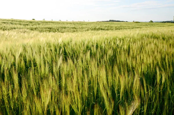 Korn Fält Närbild Korn Fält Början Sommaren — Stockfoto