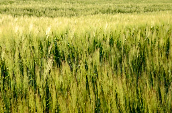 Korn Fält Närbild Korn Fält Början Sommaren — Stockfoto