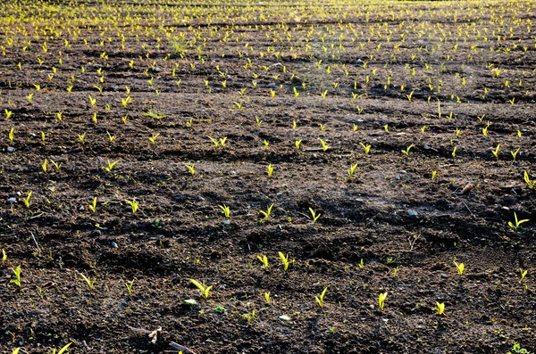 Germogli Verdi Che Crescono Nel Campo Primaverile — Foto Stock
