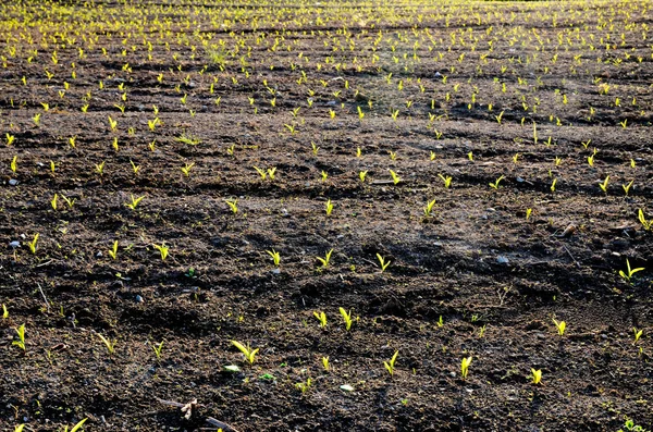 Brotes Verdes Que Crecen Campo Primavera —  Fotos de Stock