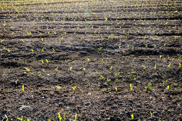 Groene Spruiten Groeien Het Voorjaarsveld — Stockfoto