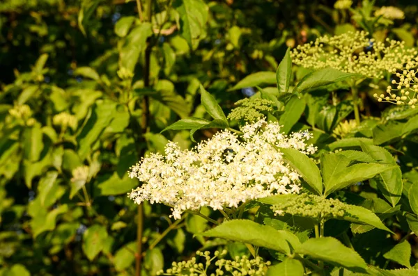 Vita Blommor Sommarträdgård — Stockfoto