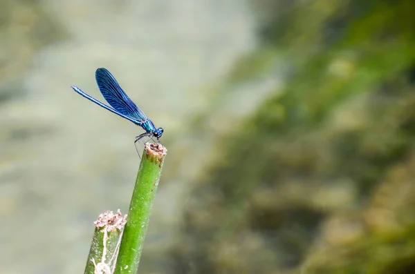 blue dragonfly on stem in the forest, closeup view