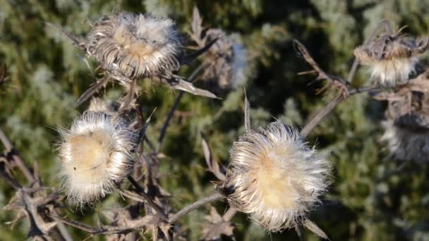 Dry Flowers Thorn Field Fluffy Thorn Meadow Autumn Dry Seed — Stock Video