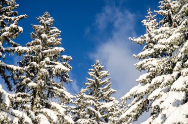 Güneşli kış gününde karla kaplı ormandaki ağaçlar, dağlardaki muhteşem kış manzarası.