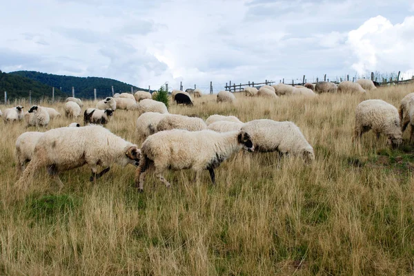 Group Domestic Sheep Lambs Pasturing Mountains Field — Stock Photo, Image