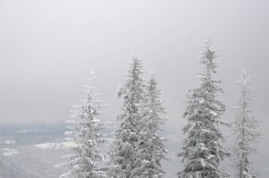 Kış manzarası, karla kaplı çamlar, dağlarda kar yağışı. 