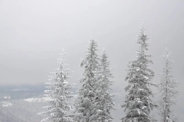 Kış manzarası, karla kaplı çamlar, dağlarda kar yağışı. 
