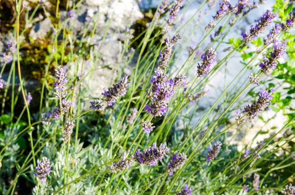 Nahaufnahme Frische Lavendel Blühende Pflanze — Stockfoto