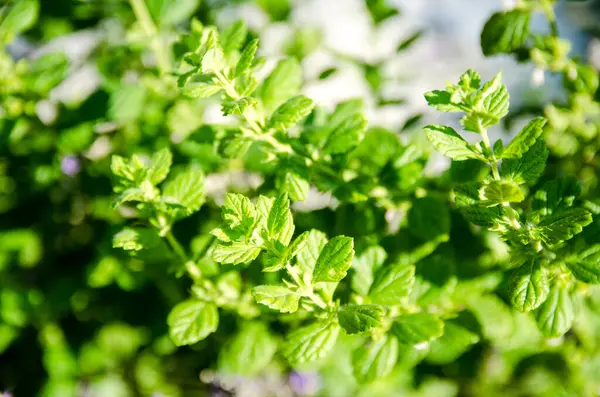 Närbild Färska Gröna Pepparmynta Blad Natur Lövverk — Stockfoto