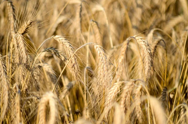 Spikelets of wheat with grains in yellow rural field