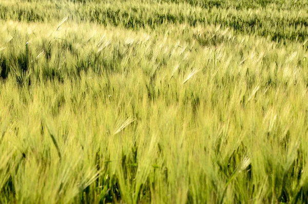 Green Wheat Ears Swaying Wind Closeup View — Stock Photo, Image