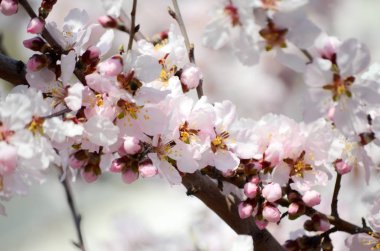 Güneş ışığında çiçek açan güzel bir bahar ağacı dalı.