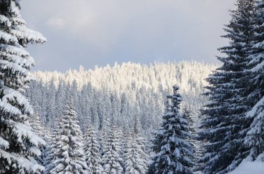 Kış manzarası. Güneşli kış gününde ormandaki ağaçlar karla kaplı. İnanılmaz Kış Manzarası. 