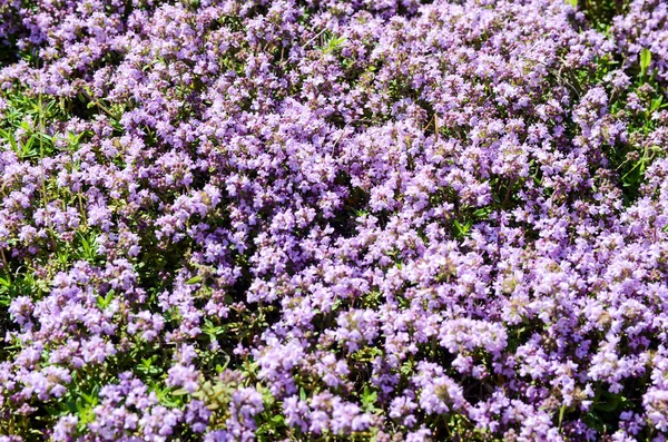 Campo Flores Silvestres Violetas Dia Ensolarado Fundo Natureza — Fotografia de Stock