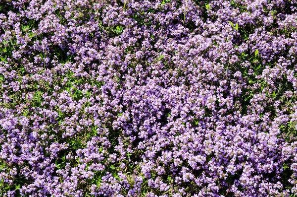 Pole Fioletowych Dzikich Kwiatów Słoneczny Dzień Tło Natury — Zdjęcie stockowe