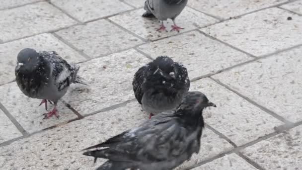 Groupe Pigeons Dans Rue Pendant Les Fortes Chutes Neige — Video