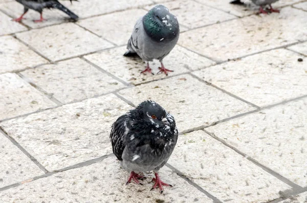 Grupper Duvor Gatan Tung Snö — Stockfoto