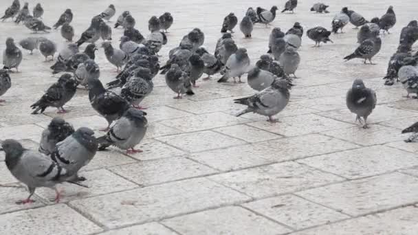 Groupe Pigeons Dans Rue Pendant Les Fortes Chutes Neige — Video