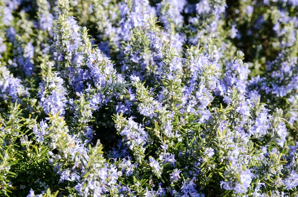 Fiori Rosmarino Viola Fioriti Nella Stagione Primaverile Sfondo Floreale — Foto Stock