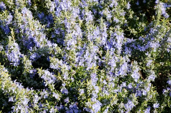Flores Rosemary Roxas Florescendo Estação Mola Fundo Floral — Fotografia de Stock