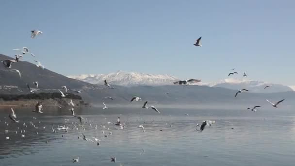 成群的海鸥在湖中觅食 一群鸟儿在飞行 海鸥与蓝天 雪山和水相映衬 希腊Ioannina Pamvotida湖 — 图库视频影像