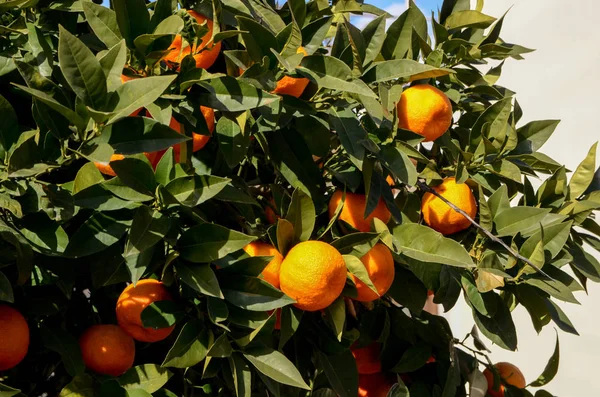 Ripe Mandarins orange growing on branch in orchard ready for harvest