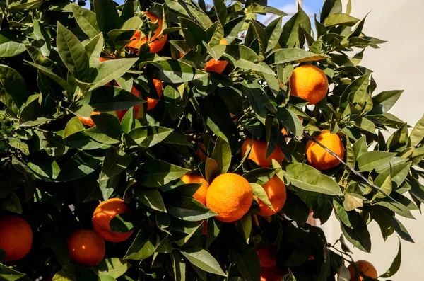 Mandarins Maduros Laranja Crescendo Ramo Pomar Pronto Para Colheita — Fotografia de Stock