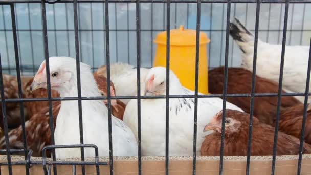 Grupp Kycklingar Bur Fjäderfäuppfödningen Flock Tamkyckling Bakom Galler Byn Gård — Stockvideo