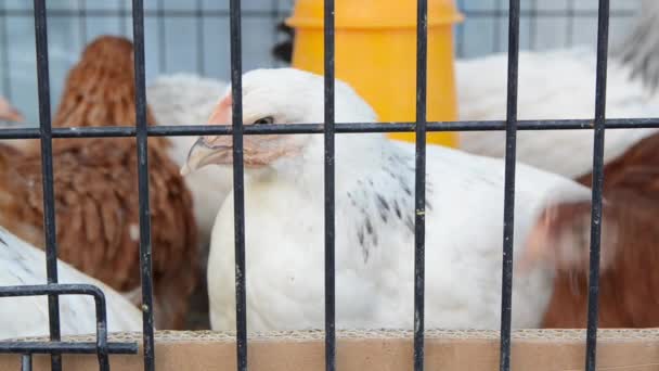 Grupo Pollos Jaula Granja Avícola Una Bandada Pollo Doméstico Tras — Vídeos de Stock