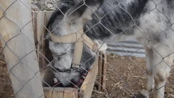 Pequeno Burro Comendo Cocho Fazenda Vista Close — Vídeo de Stock