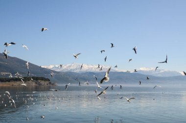 Uçan martı sürüsü gölde yiyecek arıyor. Bir grup kuş uçuyor. Martılar mavi gökyüzüne, karlı dağlara ve suya karşı. Pamvotida Gölü, Ioannina, Yunanistan.