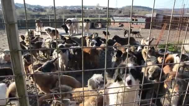 Perros Deseados Sin Hogar Ladrando Refugio Animales — Vídeo de stock