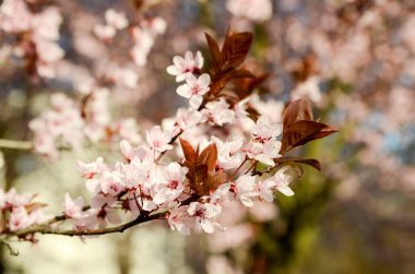 Güneş ışığında çiçek açan güzel bir bahar ağacı dalı.