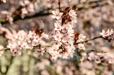 Güneş ışığında çiçek açan güzel bir bahar ağacı dalı.