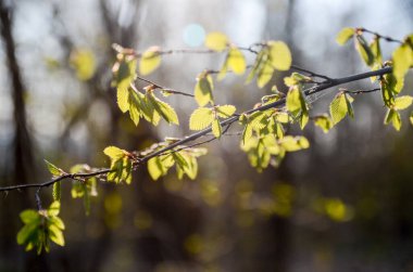 Güneşli bahar gününde yapraklı ağaç dalı