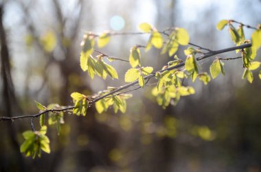 Güneşli bahar gününde yapraklı ağaç dalı
