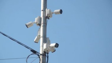 Taze yeşil nane yaprakları, doğa yaprakları yakın çekim görüntüsü
