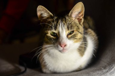 Çok renkli şirin yetişkin kedi portresi.