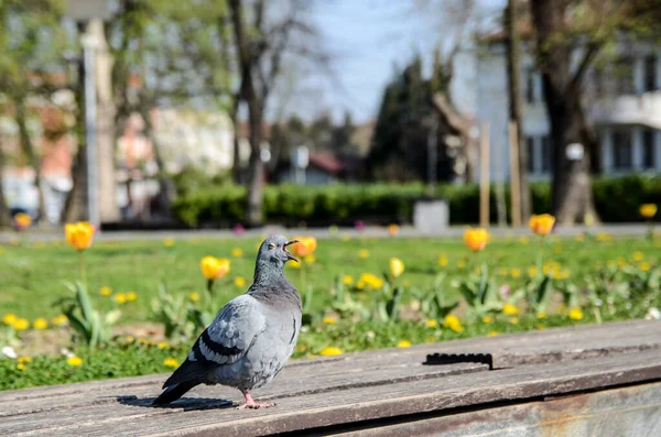 Şehir parkında gündüz vakti küçük güvercin.