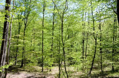 Gündüz vakti Bahar Ormanı 'nın alt manzarası, doğa arka planı